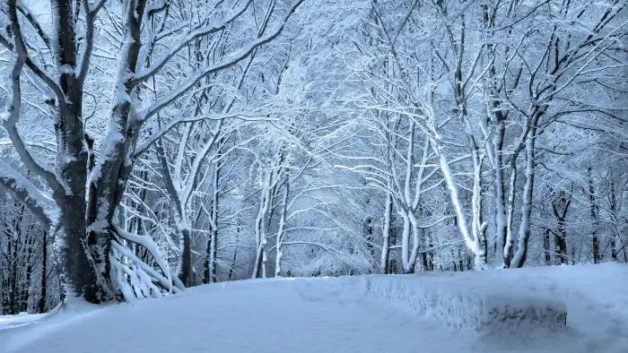 Road Winter Forest Background HD Wallpaper Free