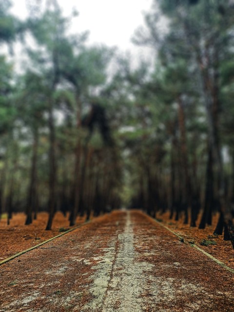 Road With Forest CB Picsart Editing Background HD Download