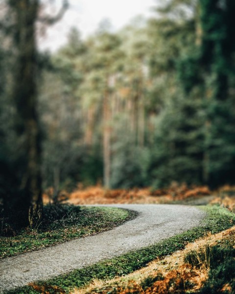 Road With Forest CB Picsart Editing Background HD Download