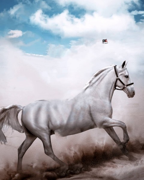 Running Horse Picsart Background Downlaod