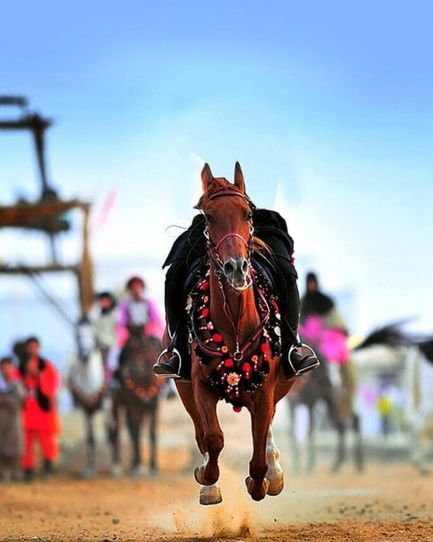 Running Horse PicsArt CB Editing HD Background