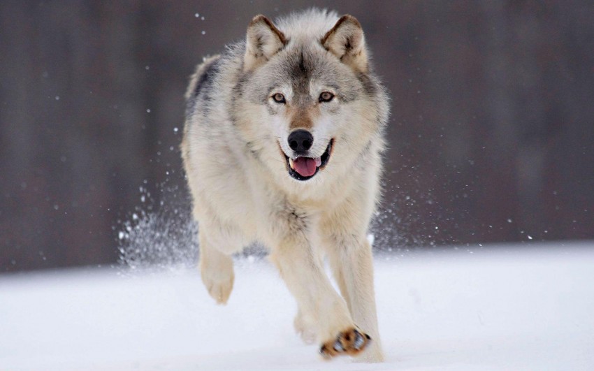 Running Wolf Background Full HD Wallpaper Download