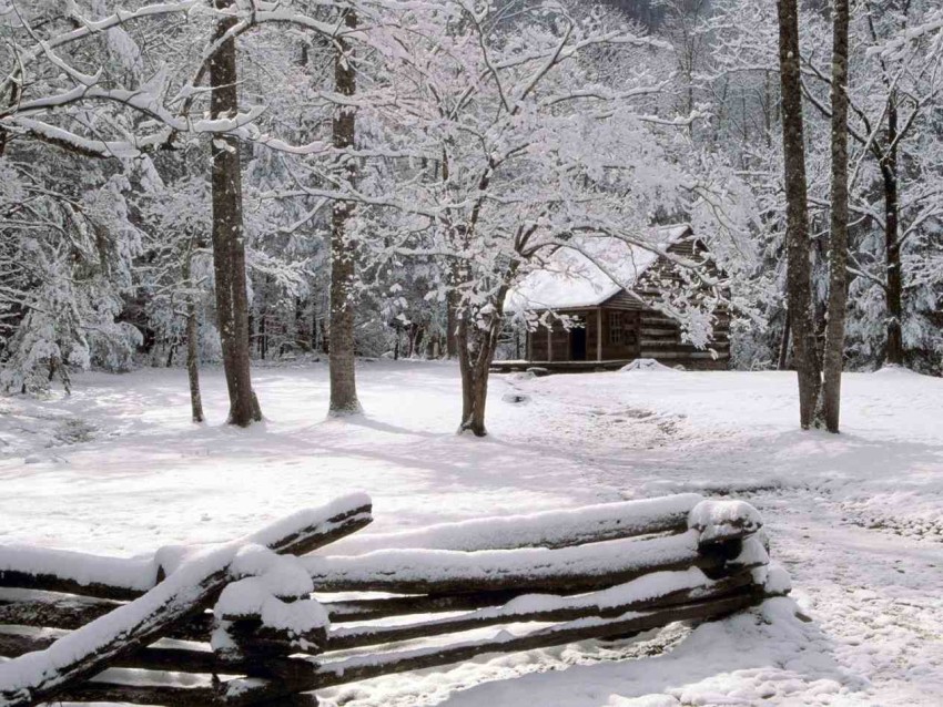 Rustic Winter Tree Background HD Download