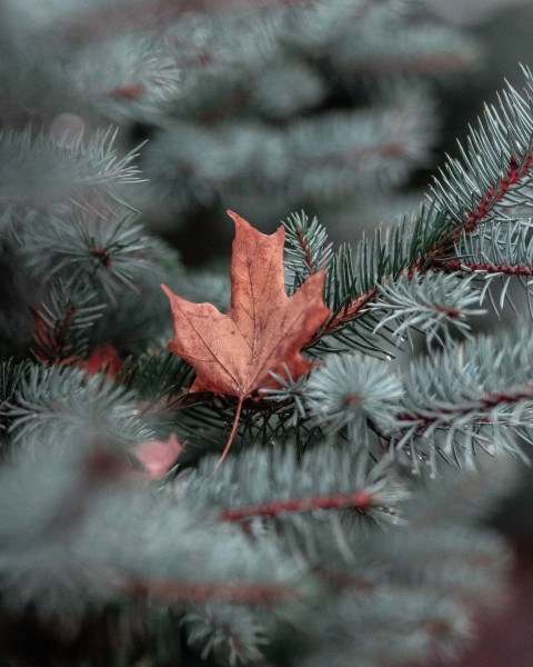 Rustic Winter Tree Background HD Download