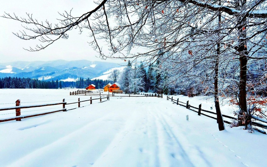 Rustic Winter Tree Field Background HD Download