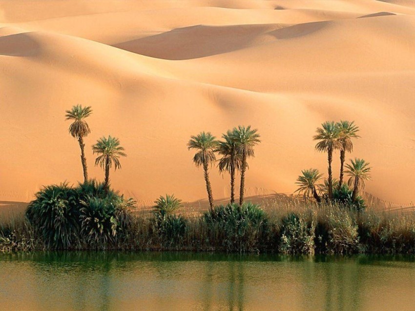 Sahara Palm Tree Image Background HD Download Free