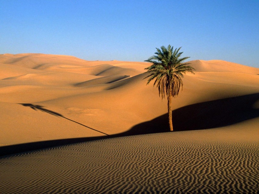 Sahara Palm Tree Image Background HD Download Free