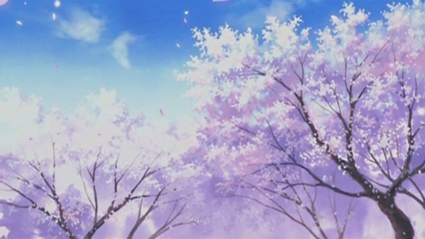 Sakura Tree Background Full HD Images Photos Download