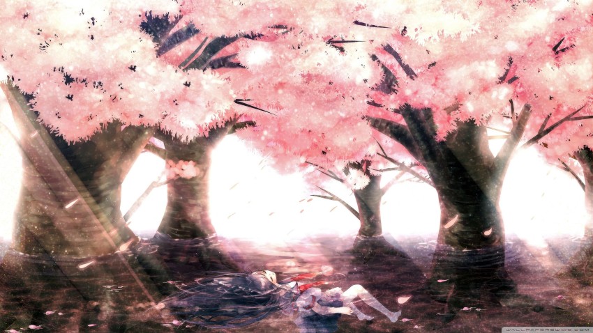 Sakura Tree Background Full HD Images Photos Download