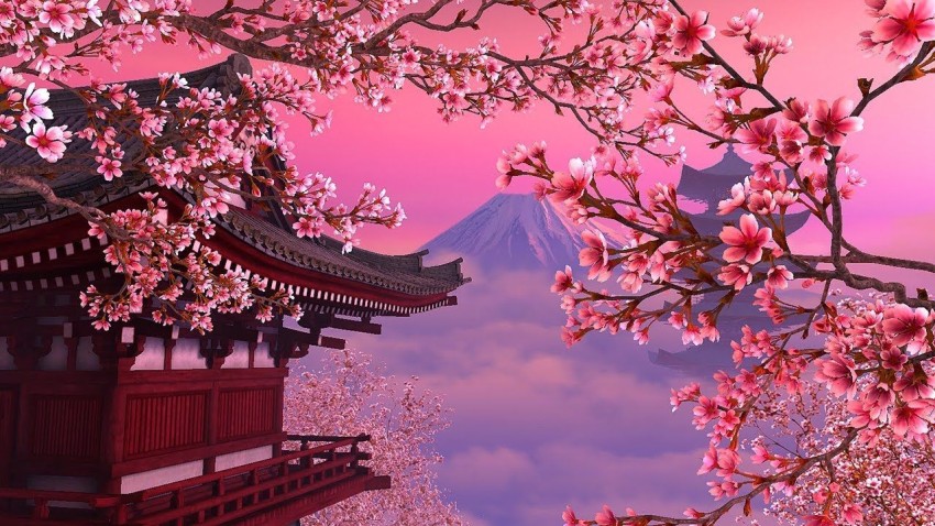 Sakura Tree Background Full HD Images Photos Download