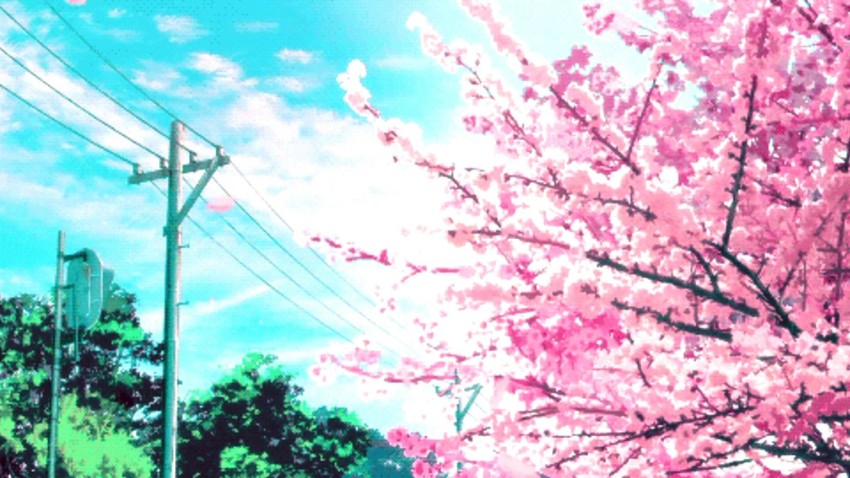 Sakura Tree Background Full HD Images Photos Download