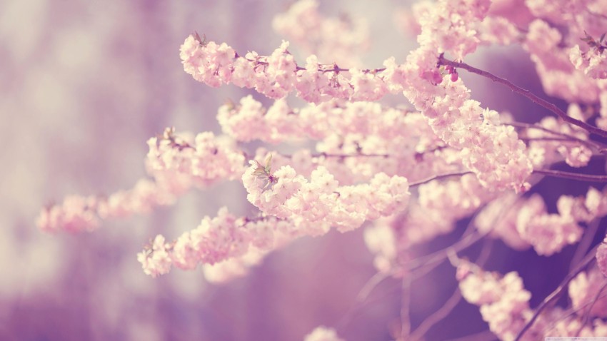 Sakura Tree Background HD Wallpaper Download