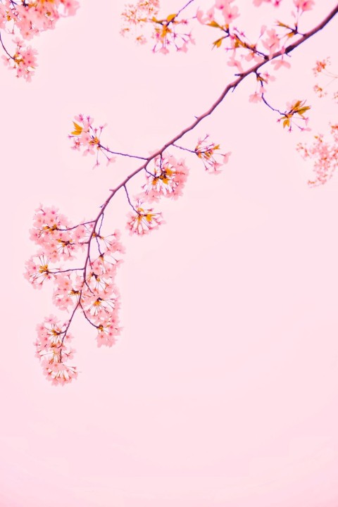 Sakura Tree iPhone Wallpaper Background HD Download