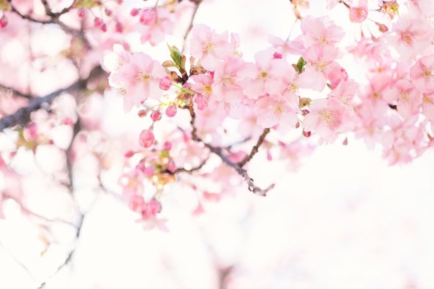 Sakura Tree Wallpaper Background HD Download