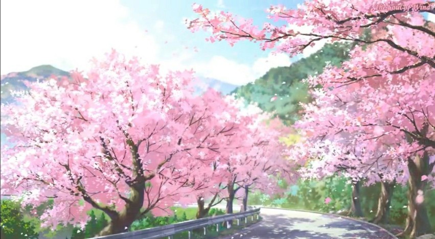 Sakura Tree Wallpaper Background HD Download