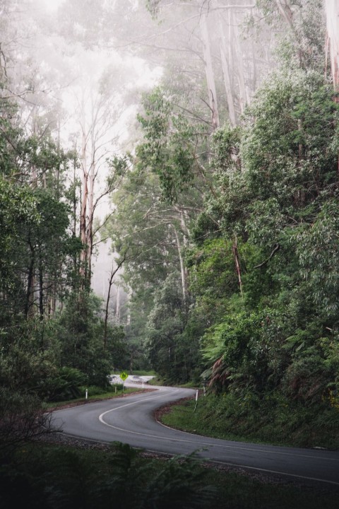 Scary Road Background HD Wallpaper Images Photos Free