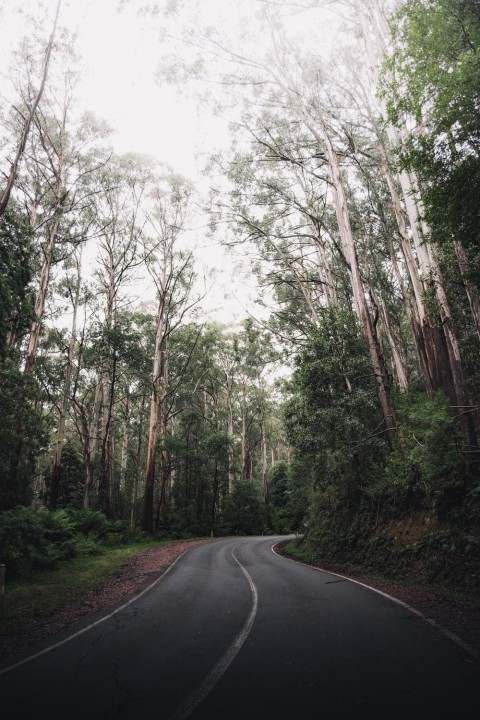 Scary Road Background HD Wallpaper Images Photos Free