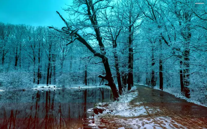 Sea Winter Forest Background HD Wallpaper Free