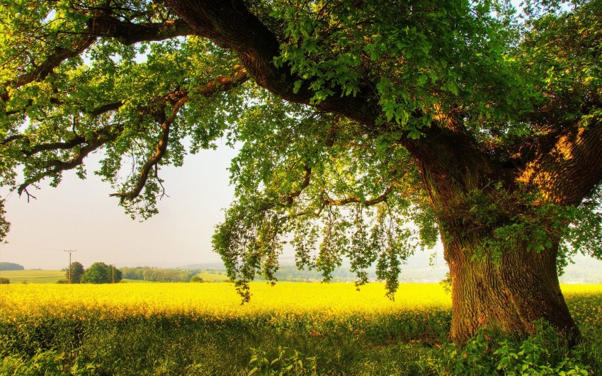 Single Tree Background HD Download