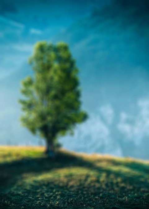 Single Tree CB Picsart Editing Background HD Download