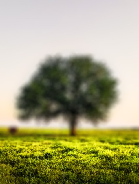 Single Tree CB Picsart Editing Background HD Download