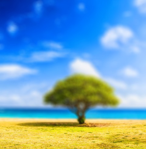 Single Tree CB Picsart Editing Background HD Download