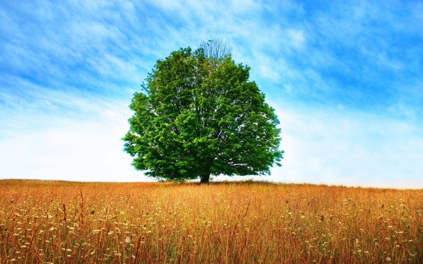 Single Tree With SKy Editing Background HD Download