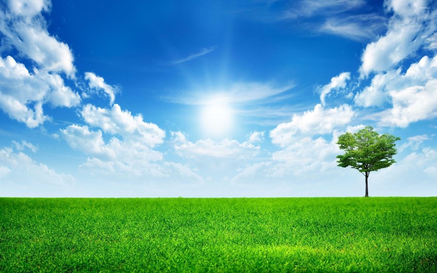 Single Tree With SKy Editing Background HD Download