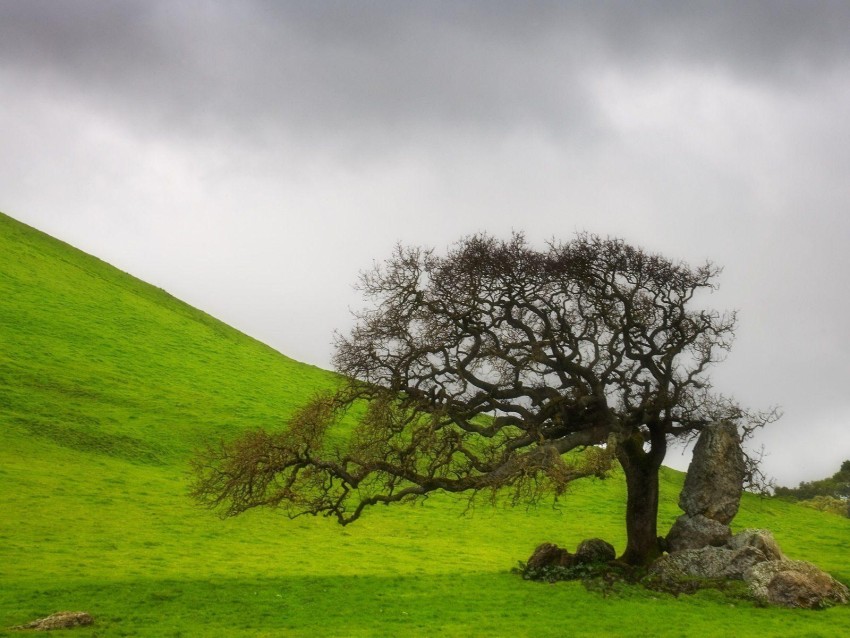 Single Tree With SKy Editing Background HD Download