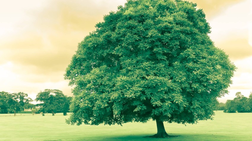 Single Tree With SKy Editing Background HD Download