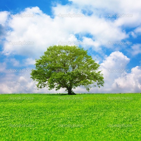 Single Tree With SKy Editing Background HD Download