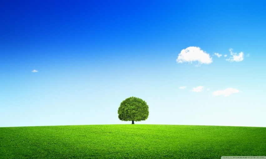 Single Tree With SKy Editing Background HD Download