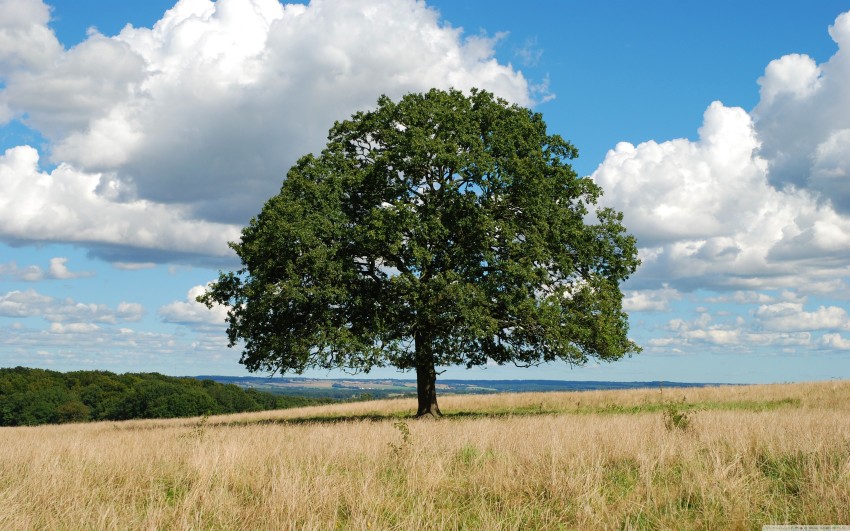 Single Tree With SKy Editing Background HD Download