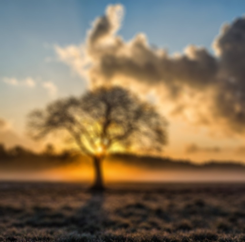 Single Tree With Sky  Editing Background HD Download