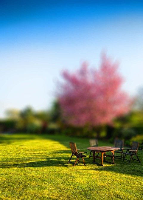 Single Tree With Sky  Editing Background HD Download