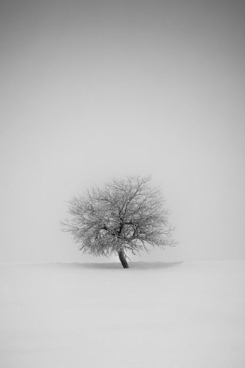 Single White Winter Tree Background HD Donwload