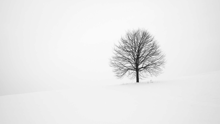 Single White Winter Tree Background HD Donwload