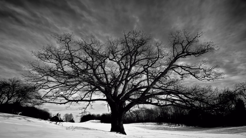 Single White Winter Tree Background HD Donwload