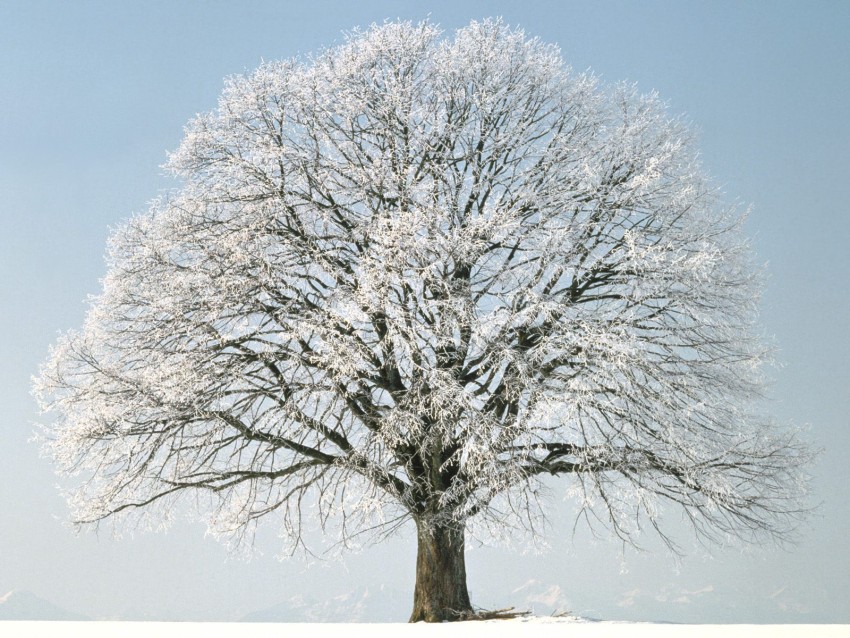 Single Winter Tree Background HD Download