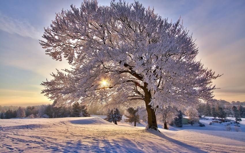 Single Winter Tree Background HD Download