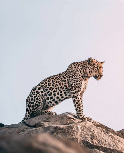 Sitting Cheetah PicsArt CB Editing  Background HD