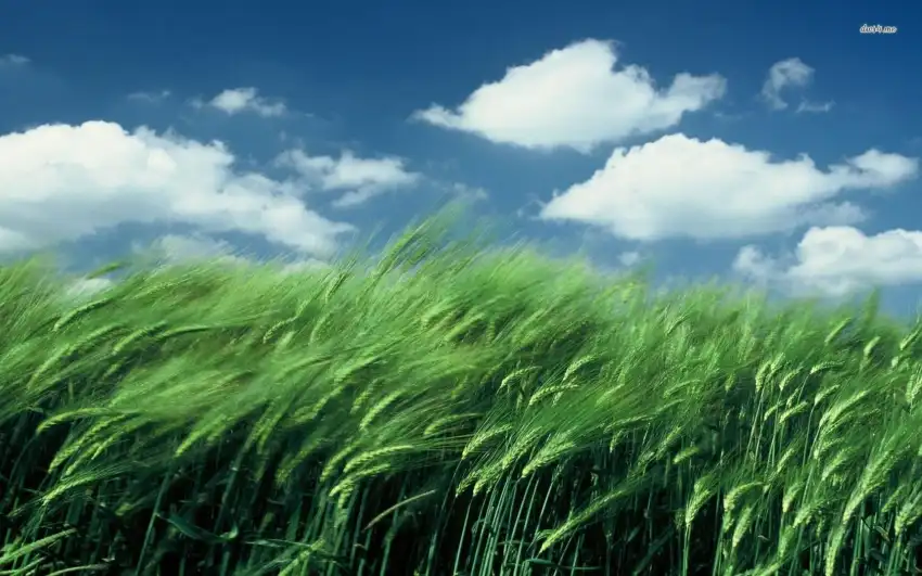 Sky Green Wheat Field Background HD Download