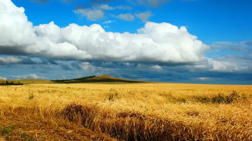 Sky Green Wheat Field Background HD Download