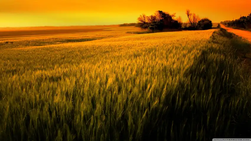 Sky Green Wheat Field Background HD Download