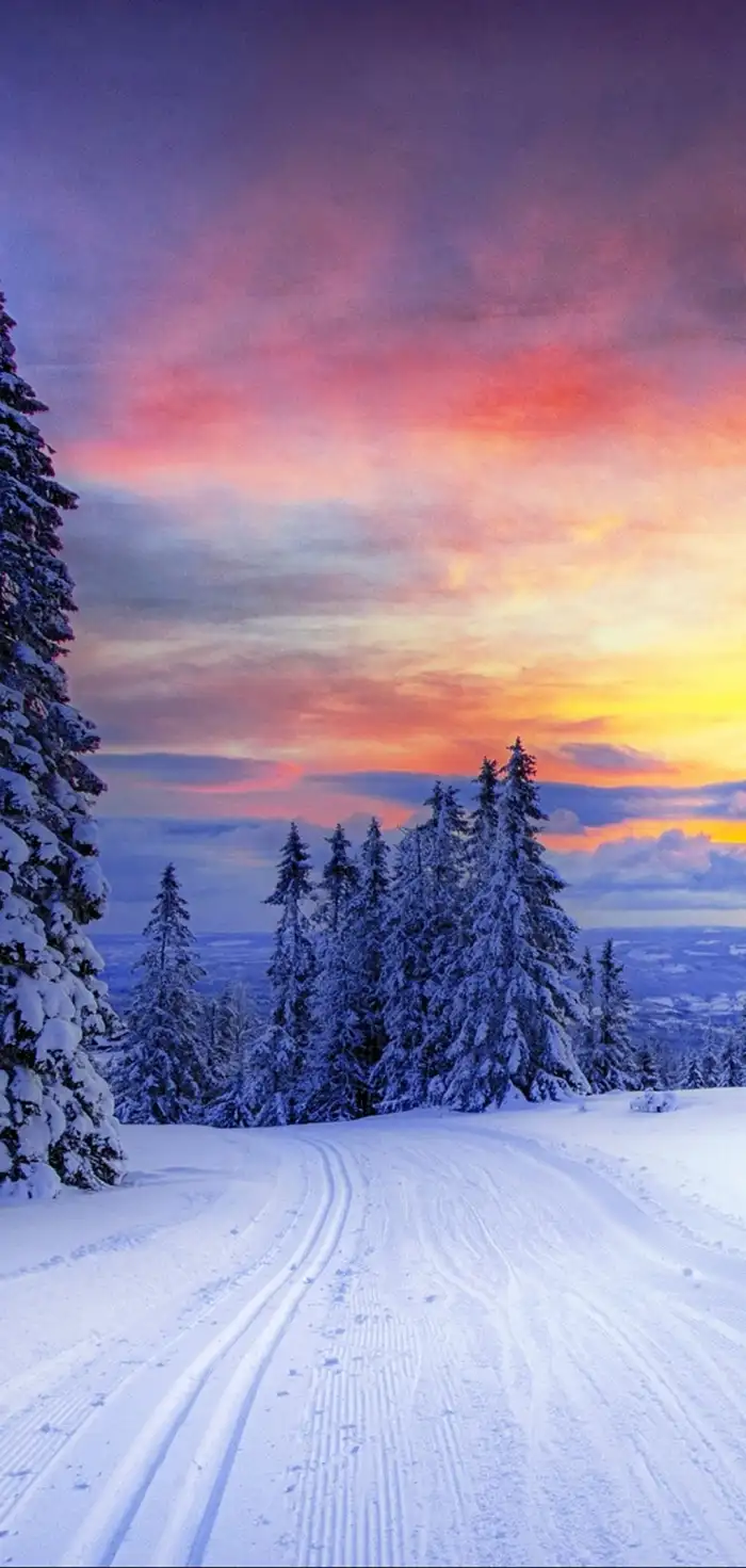 Sky Sunrise  Winter Forest Background HD Wallpaper