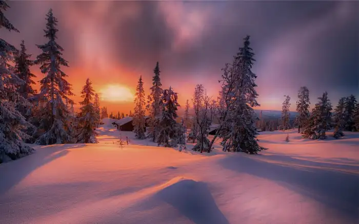 Sky Winter Forest Background HD Wallpaper Free