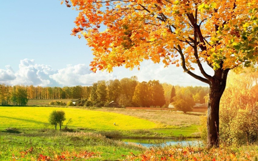 Sky With Autumn Tree Background HD Download Free