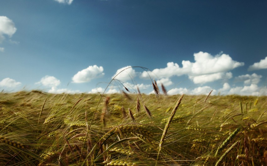 Sky With Field Background Wallpaper HD Download