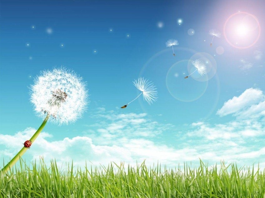 Sky With Field Background Wallpaper HD Download