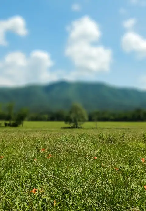 Thumbail Of Field Editing Background